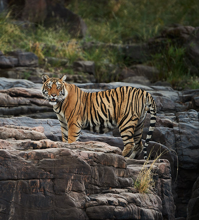 Jaipur Ranthambore Tour with Tiger Safari